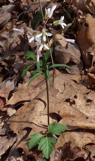 {Cardamine angustata}